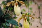 Paphiopedilum hybrid